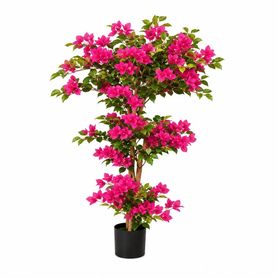 Planta Bugambilia