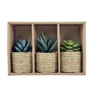 Set de 3 plantas en macetas en caja – Concepts Life