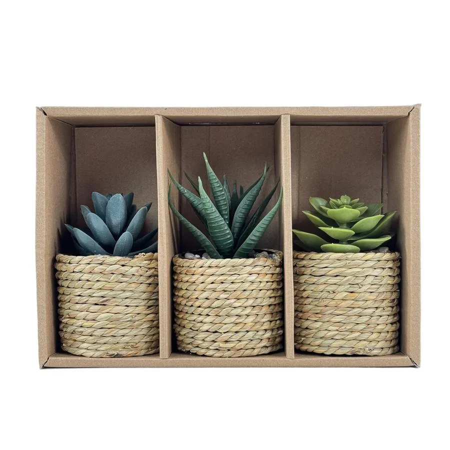 Set de 3 plantas en macetas en caja – Concepts Life