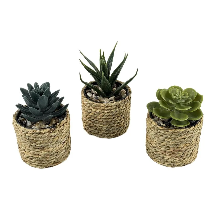 Set de 3 plantas en macetas en caja – Concepts Life - Image 3