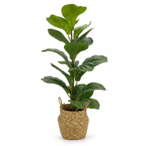 Planta verde en canasta de fibra natural – Concepts Life